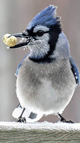 Peanuts Bird Feed 20 lb Bag M47298
