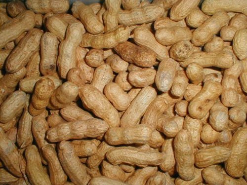 Peanuts Bird Feed 20 lb Bag M47298