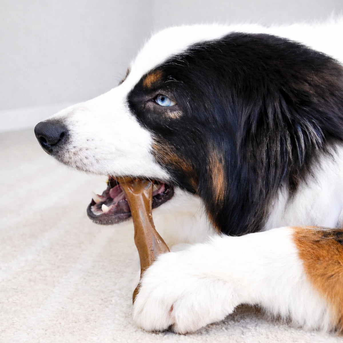 Dog Chew Toy X871379